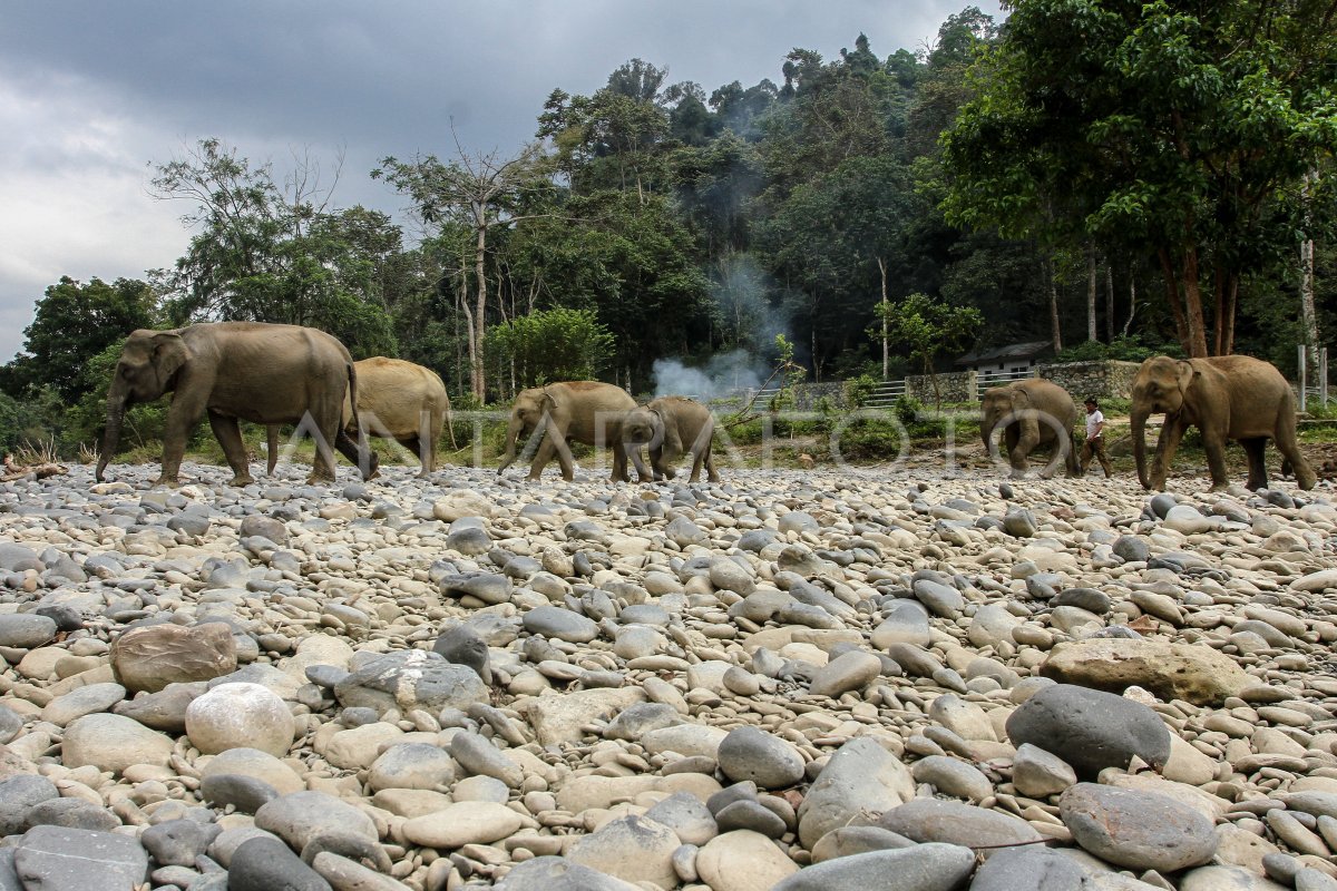 Wisata Ekosistem Tangkahan Antara Foto