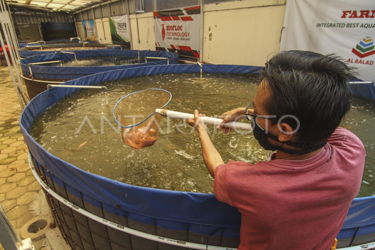 Budidaya Ikan Nila Sistem Bioflok Antara Foto