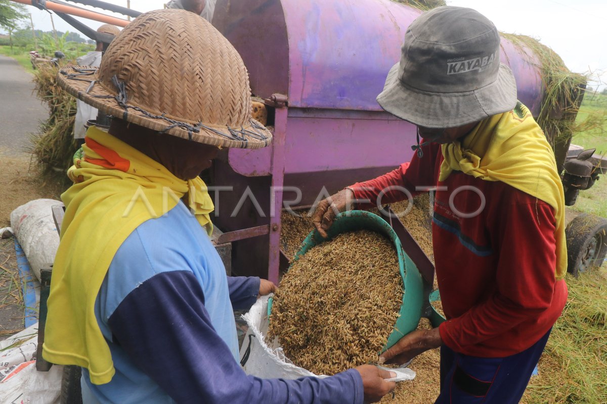 HARGA GABAH PETANI DI BAWAH HPP | ANTARA Foto