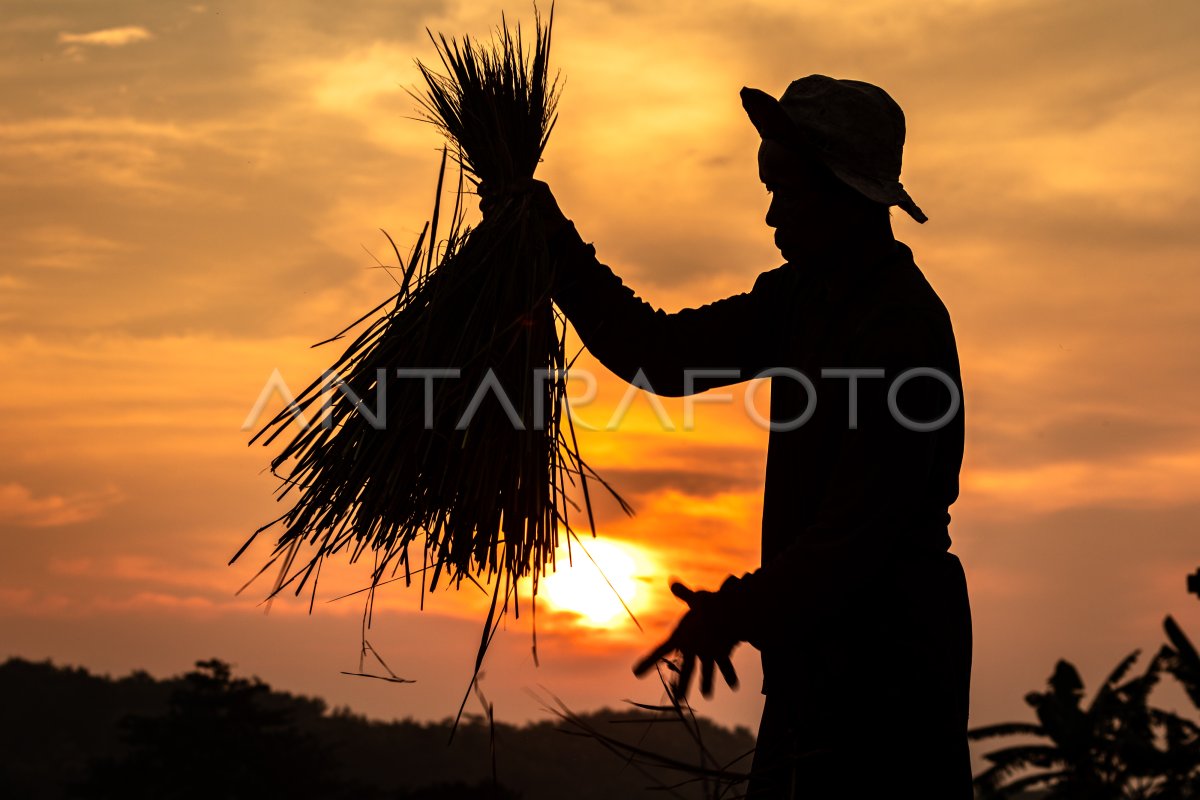 PROGRAM REGENERASI PETANI KEMENTERIAN PERTANIAN | ANTARA Foto