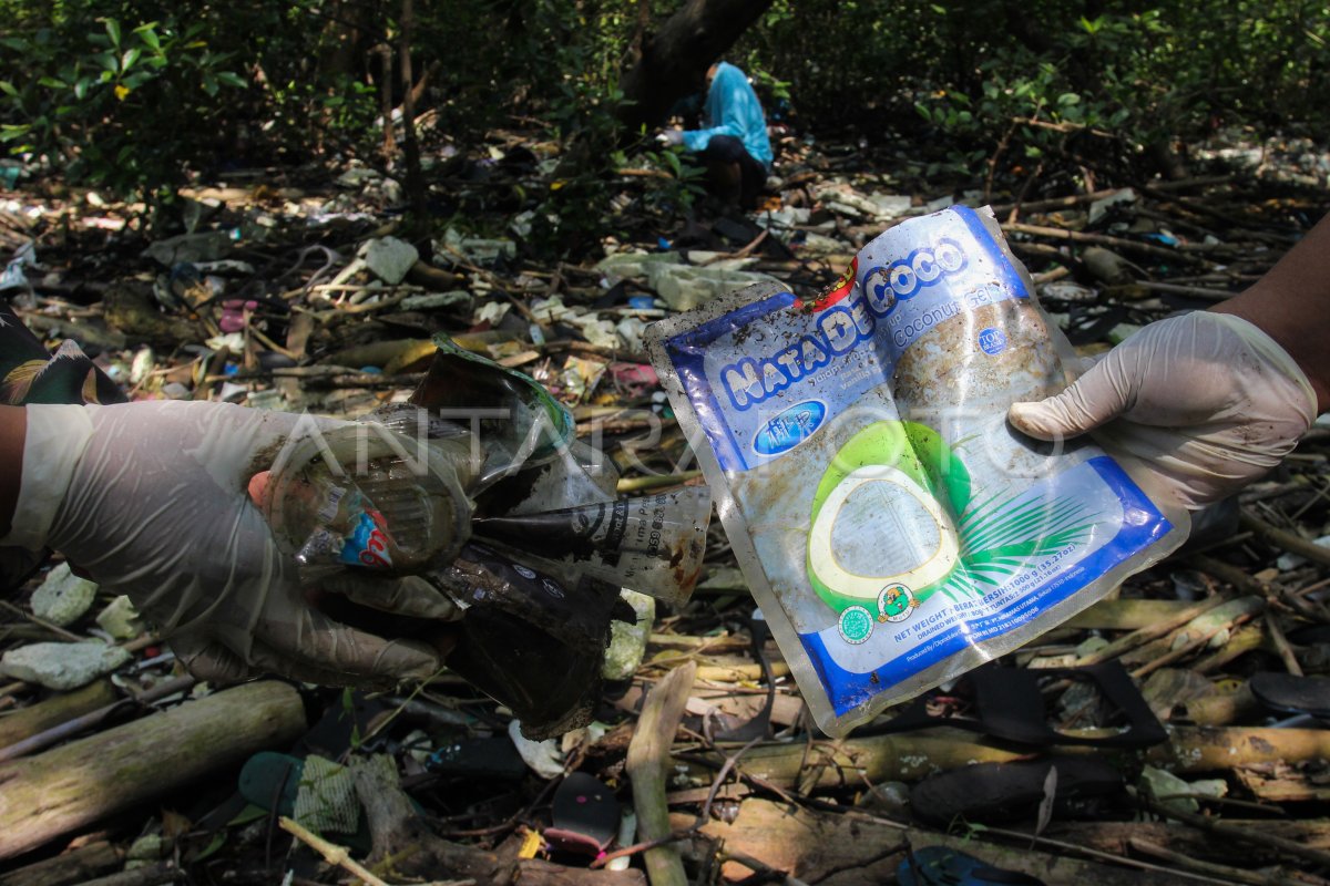 Bersih Bersih Sampah Plastik Di Hutan Mangrove Antara Foto 2408