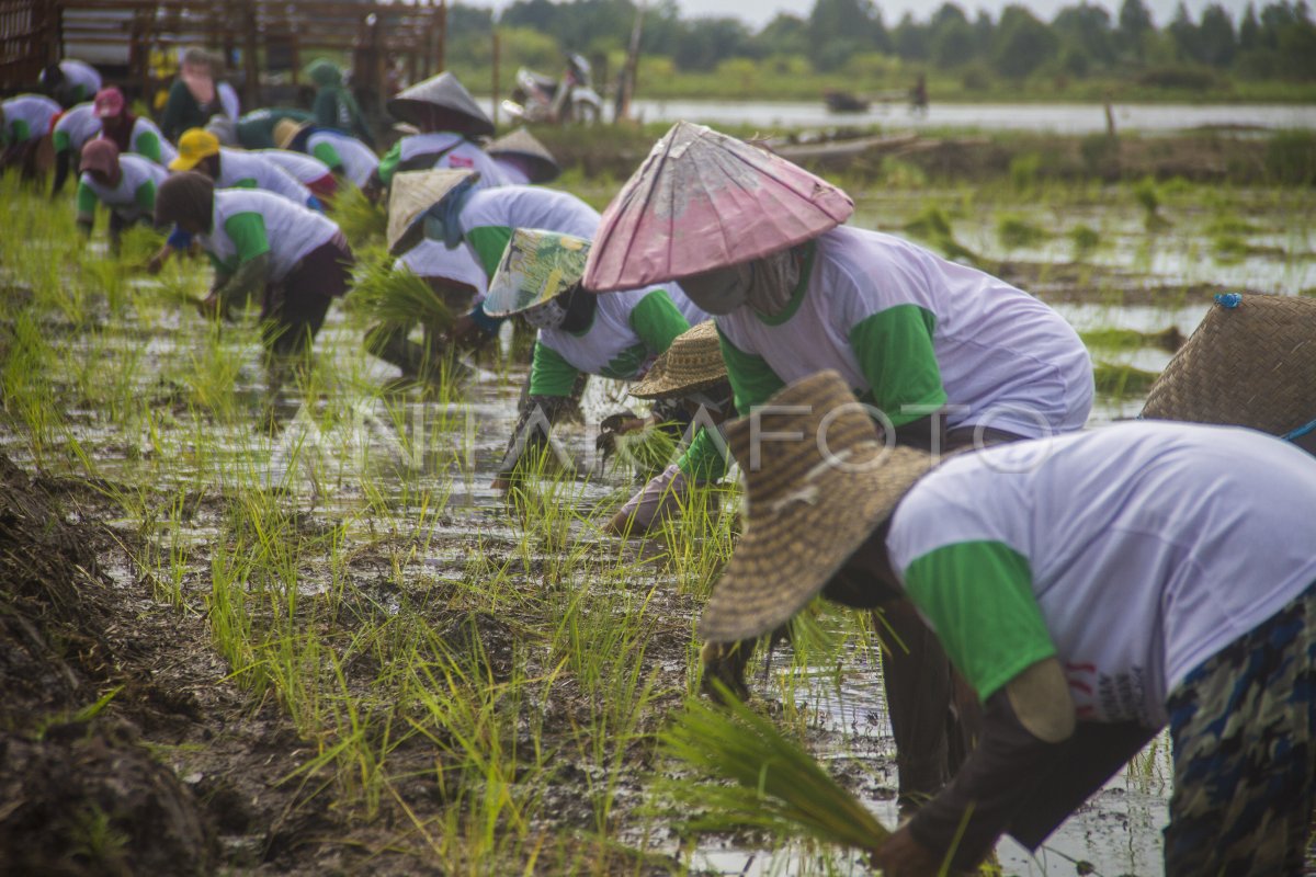 PERKEMBANGAN PROGRAM FOOD ESTATE DI KALIMANTAN TENGAH | ANTARA Foto