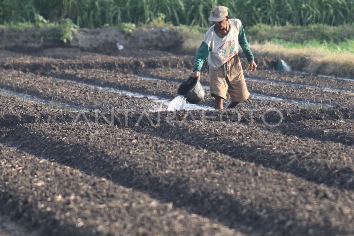 NILAI TUKAR PETANI TURUN | ANTARA Foto