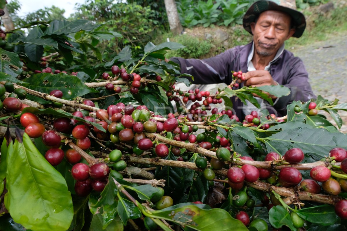 Acara Tradisional di Musim Panen Kopi