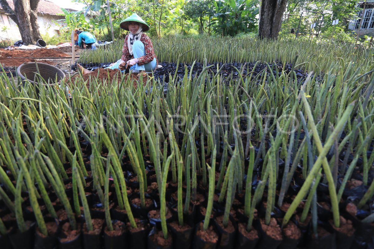 BUDIDAYA BIBIT MANGROVE | ANTARA Foto