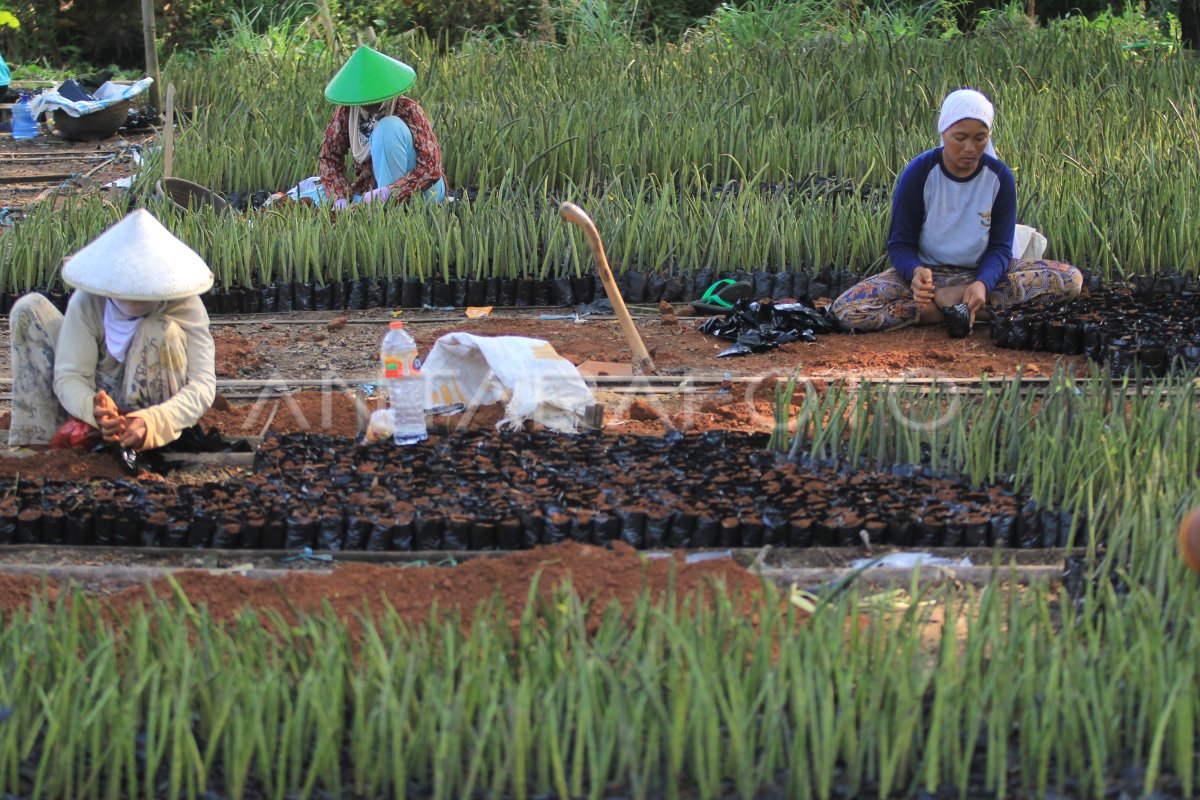 BUDIDAYA BIBIT MANGROVE | ANTARA Foto