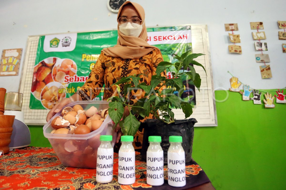 Pemanfaatan Limbah Cangkang Telur Menjadi Pupuk Organik Antara Foto