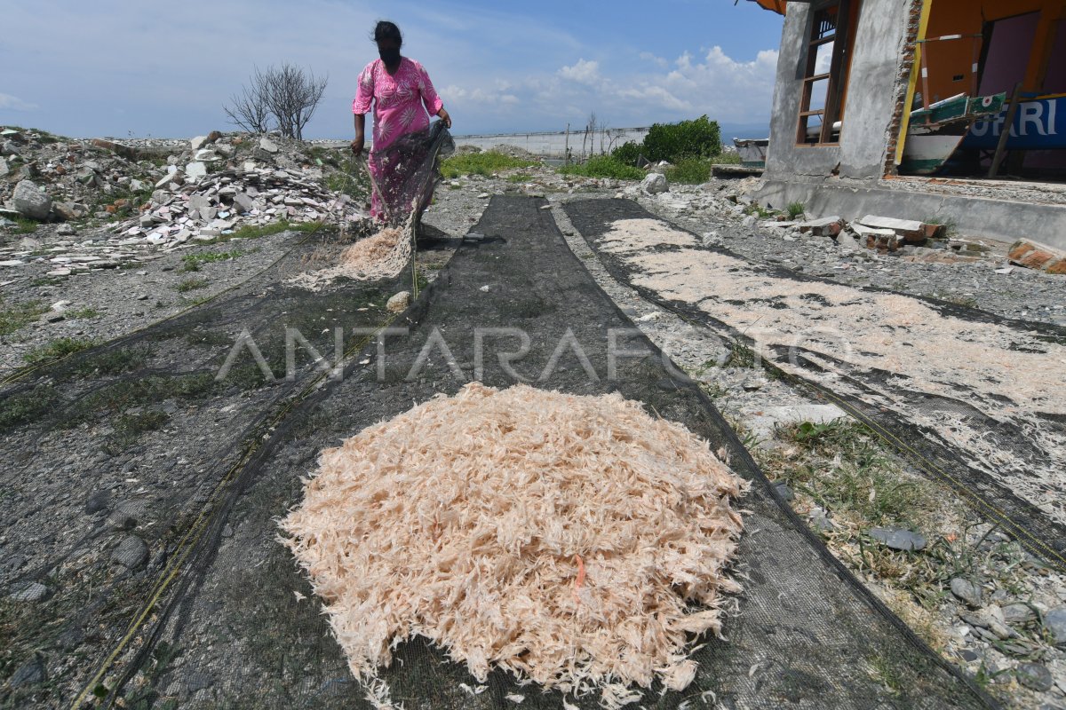 HARGA UDANG REBON NAIK