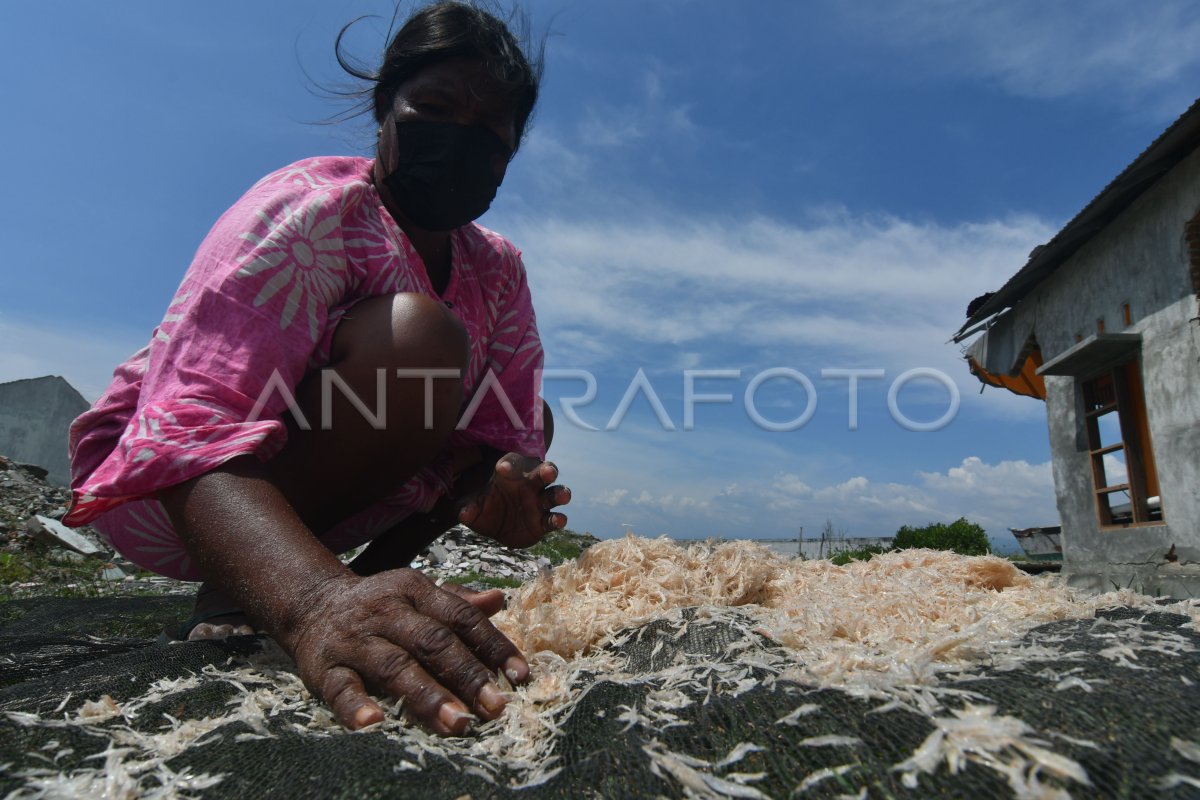 HARGA UDANG REBON NAIK