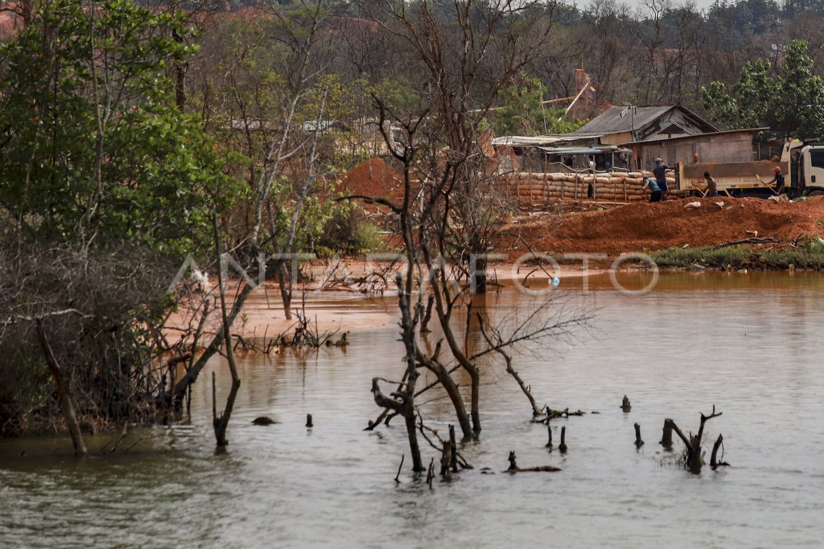 Kerusakan Hutan Mangrove Di Kepri Antara Foto