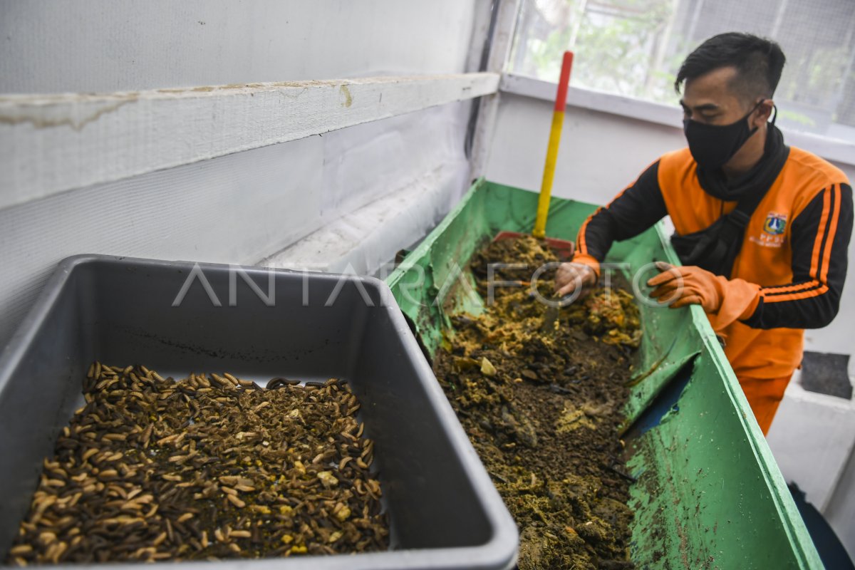 BUDIDAYA MAGGOT PENGURAI SAMPAH DI JAKARTA | ANTARA Foto