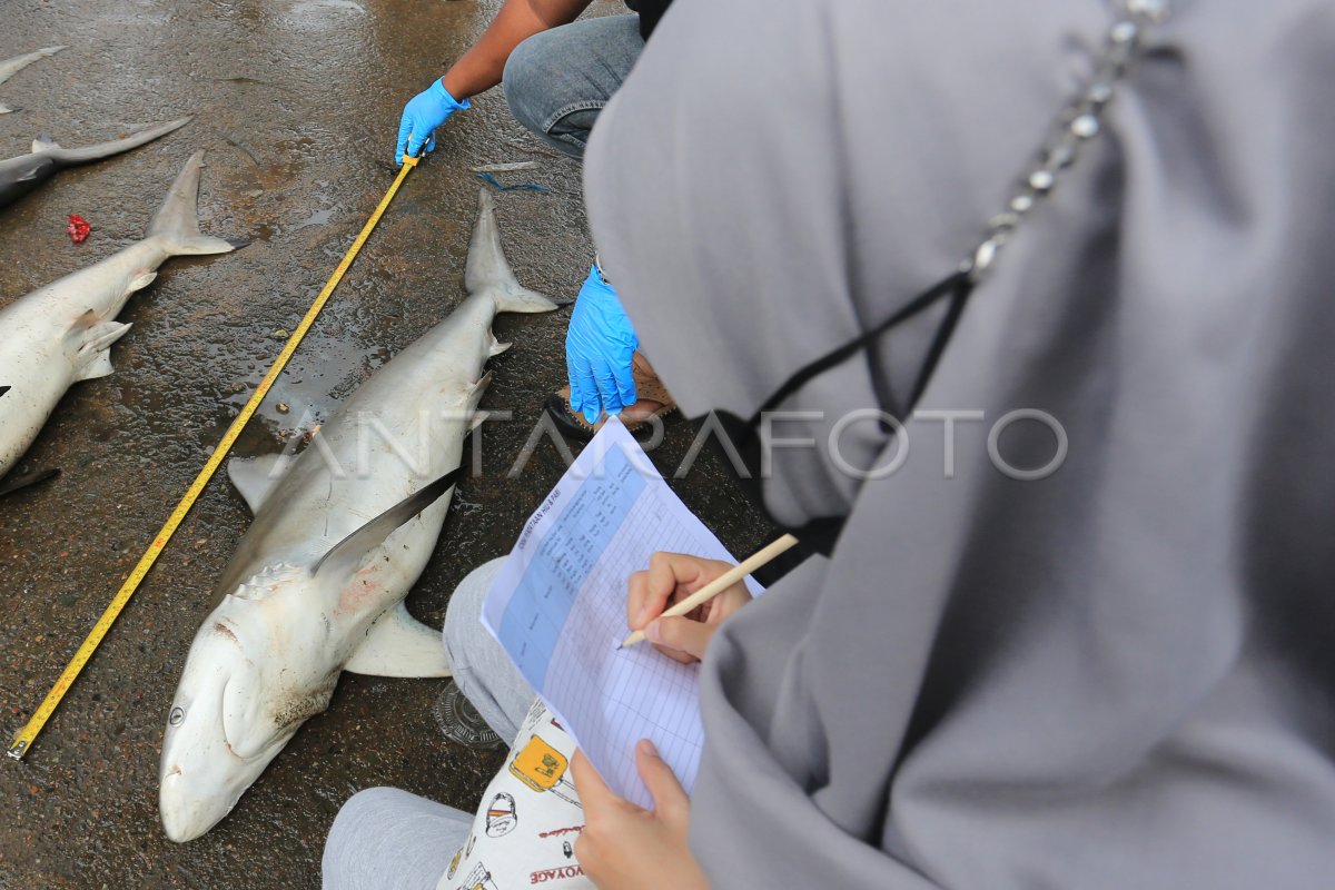 BIMTEK IDENTIFIKASI IKAN HIU DAN PARI DI ACEH | ANTARA Foto