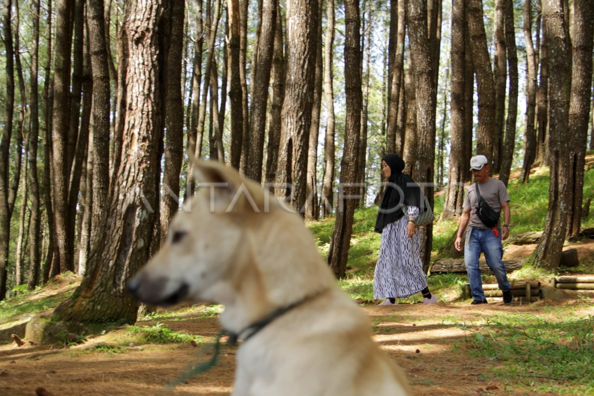 Destinasi Wisata Hutan Pinus Ujung Tanah Antara Foto