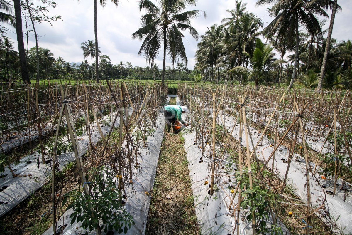 Menggali Potensi Lahan: Sistem Tumpang Sari, Solusi Bertani Efisien dan Berkelanjutan