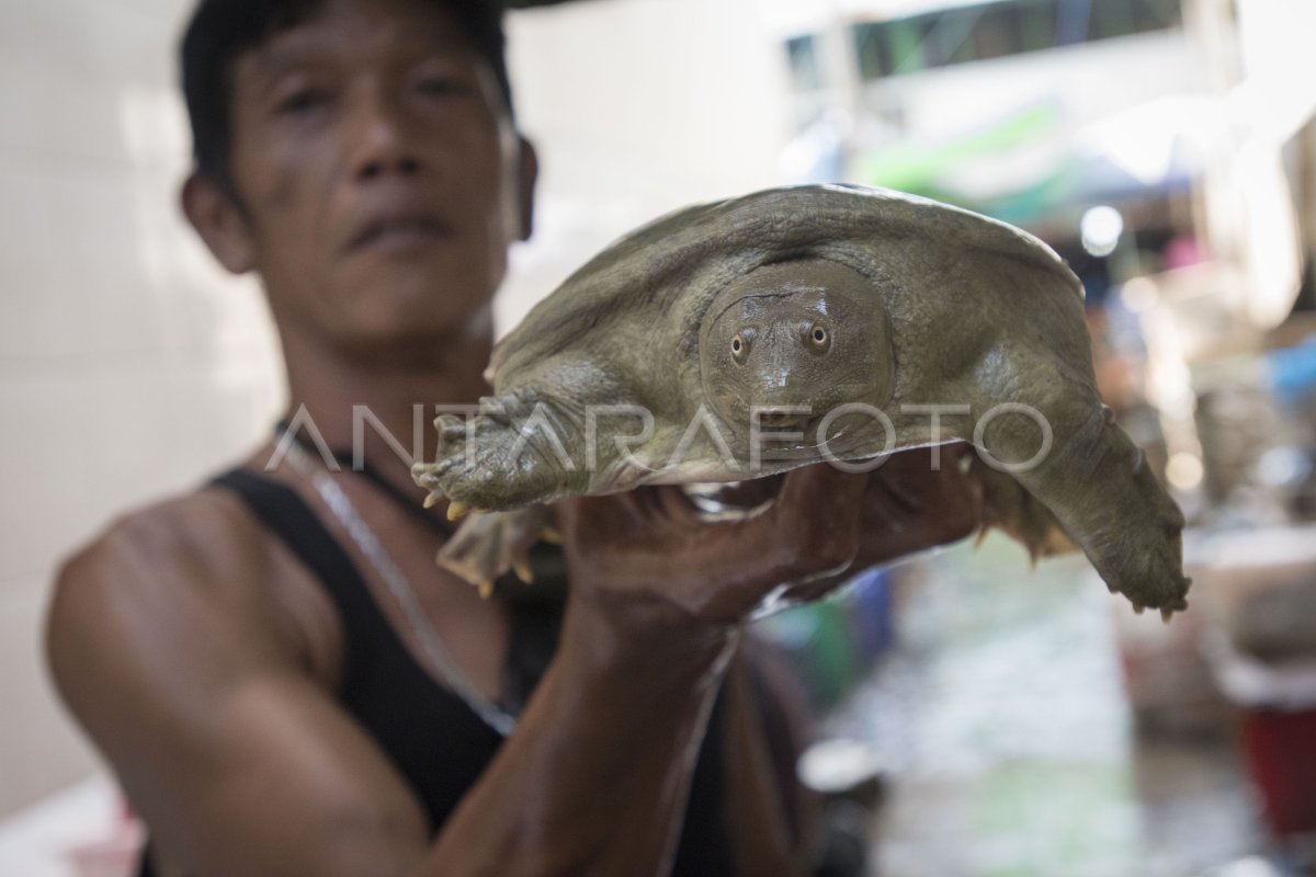 Penjualan Bulus Meningkat Jelang Imlek Antara Foto