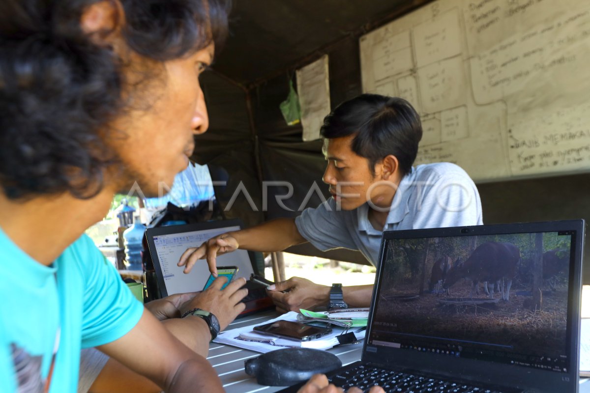 POPULASI BANTENG JAWA TN BALURAN ANTARA Foto POPULASI BANTENG JAWA TN BALURAN ANTARA Foto