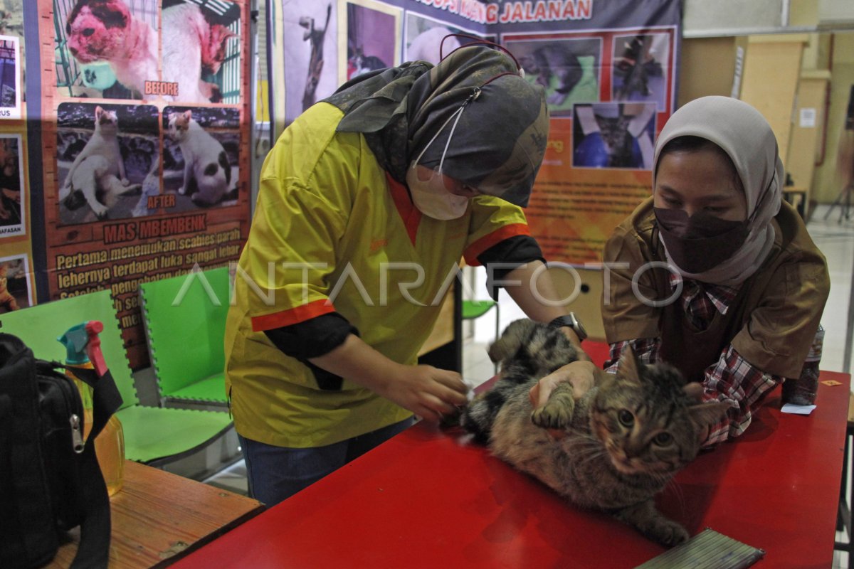 ADOPSI KUCING JALANAN ANTARA Foto ADOPSI KUCING JALANAN ANTARA Foto