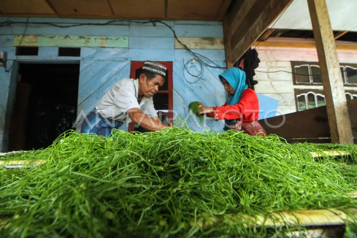 PRODUKSI TEMBAKAU GAYO | ANTARA Foto