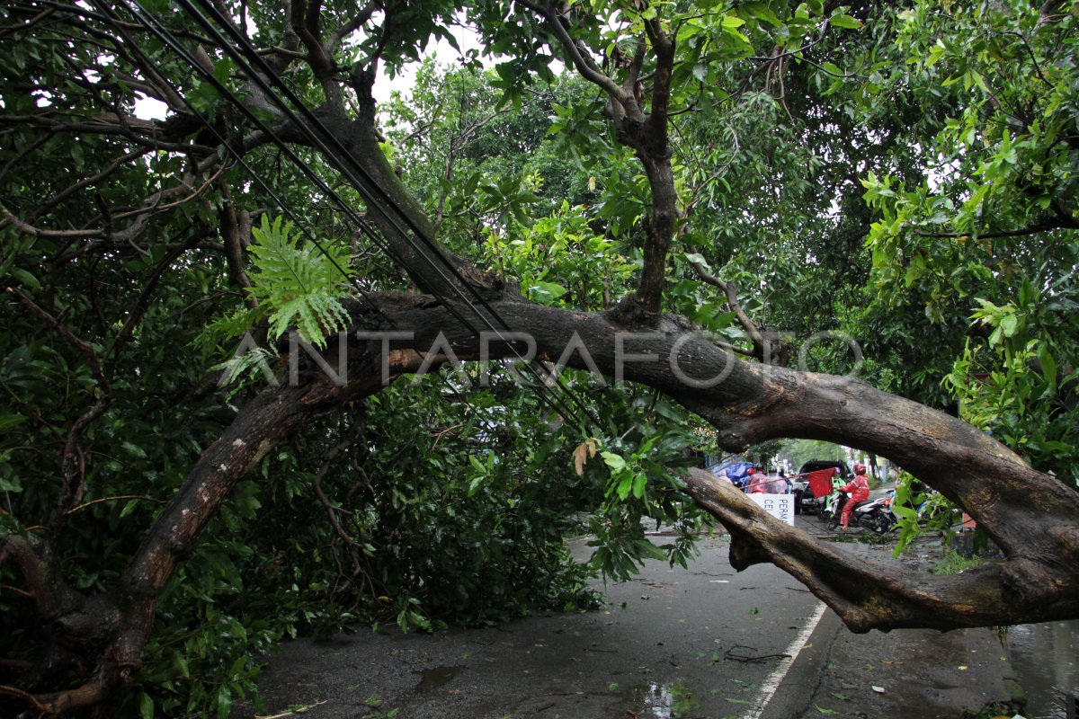 POHON TUMBANG AKIBAT ANGIN KENCANG | ANTARA Foto