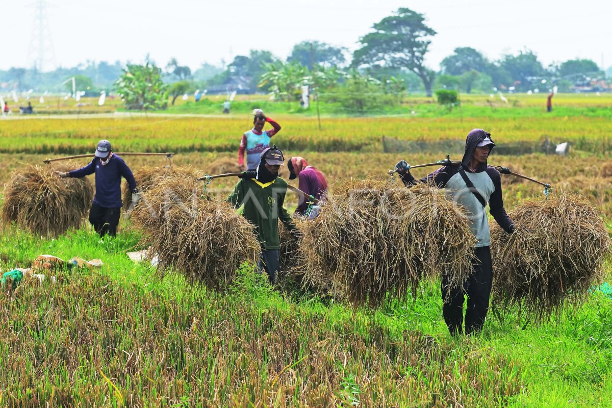 Upah Harian Buruh Tani Naik Antara Foto