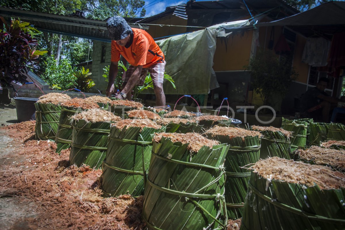 PEMBUATAN SAGU TUMANG MALUKU ANTARA Foto