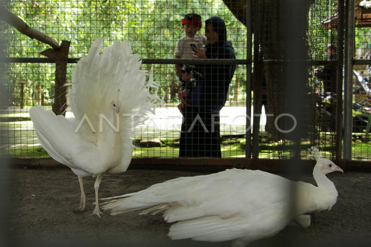 wisata kebun binatang di Gowa