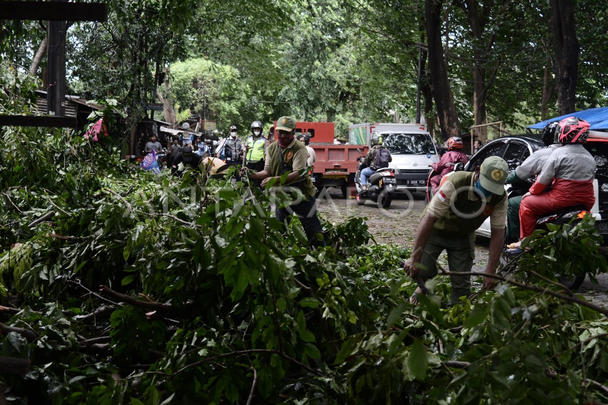 Angin Kencang Tumbangkan Pohon Di Bekasi Antara Foto