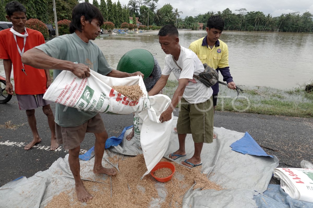 GAGAL PANEN PETANI BANYUMAS AKIBAT BANJIR | ANTARA Foto