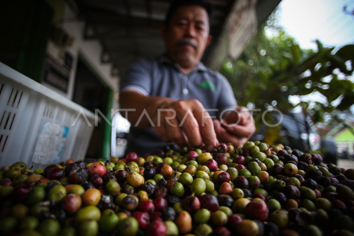 PERTUMBUHAN INDUSTRI KOPI INDONESIA | ANTARA Foto