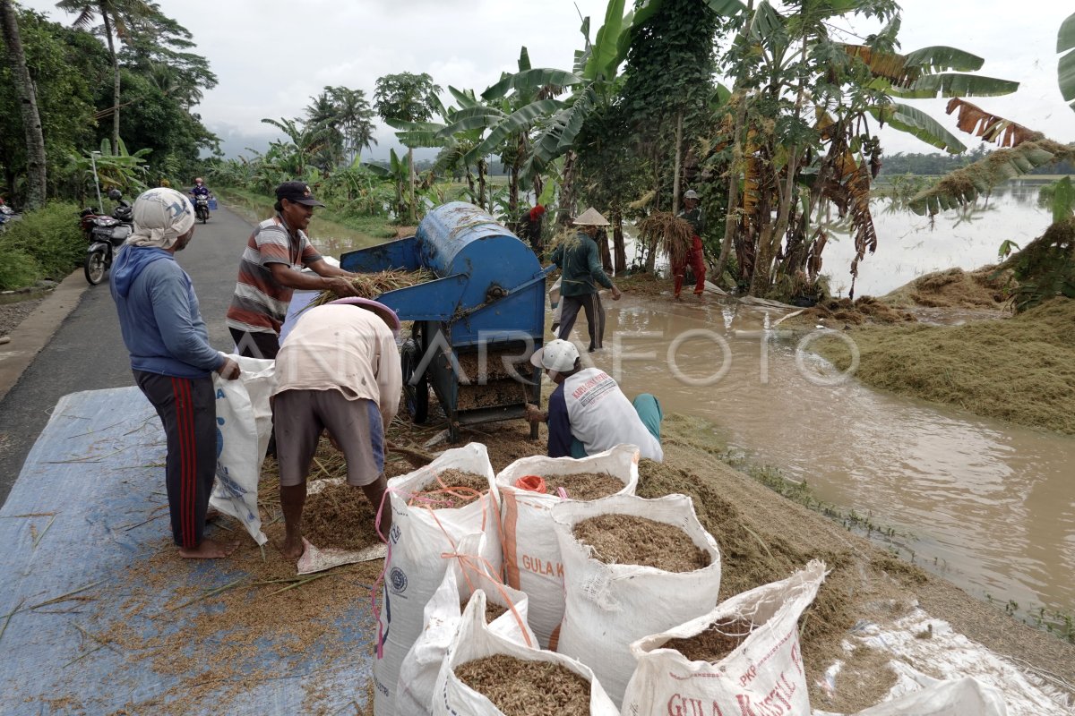 PETANI GAGAL PANEN AKIBAT BANJIR DI BANYUMAS | ANTARA Foto