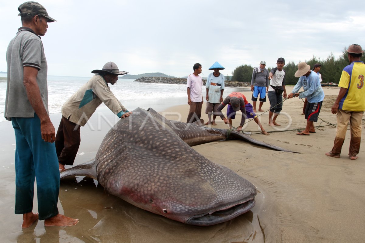 HIU PAUS MATI AKIBAT TERJEBAK JARING NELAYAN | ANTARA Foto