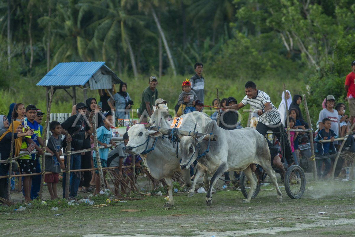 TRADISI KARAPAN SAPI USAI PANEN