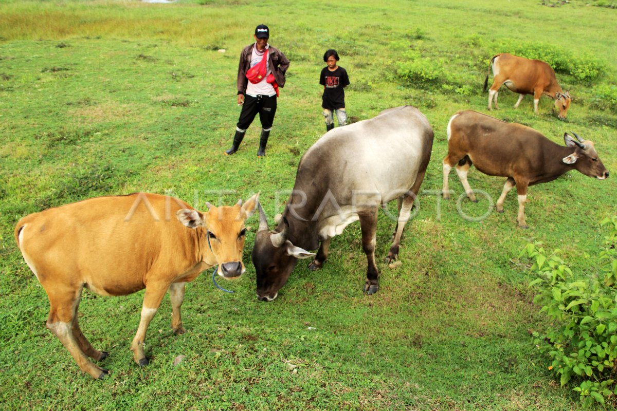 STOK DAGING SAPI AMAN JELANG IDUL ADHA | ANTARA Foto