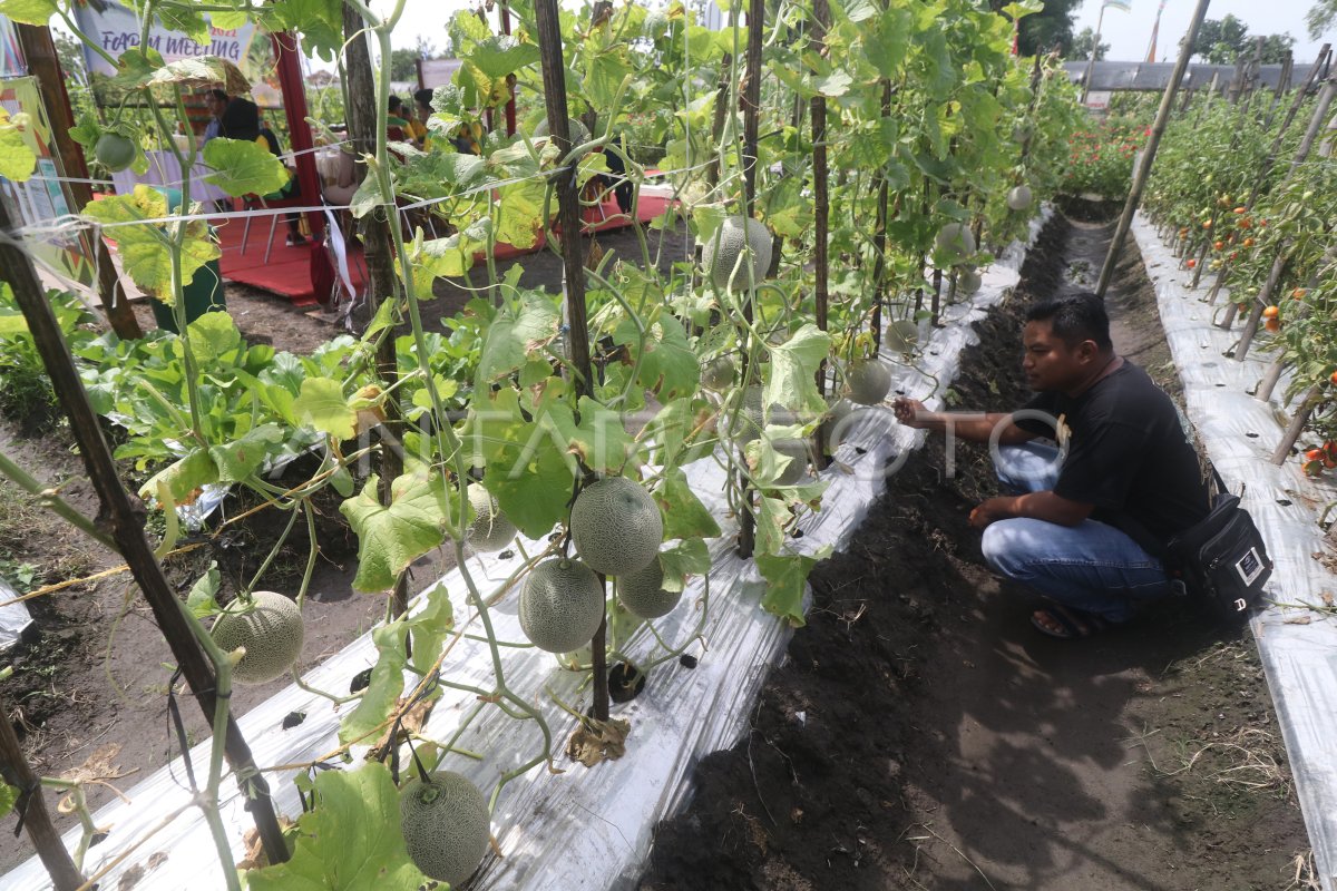 GELAR TEKNOLOGI DAN INOVASI PERTANIAN | ANTARA Foto