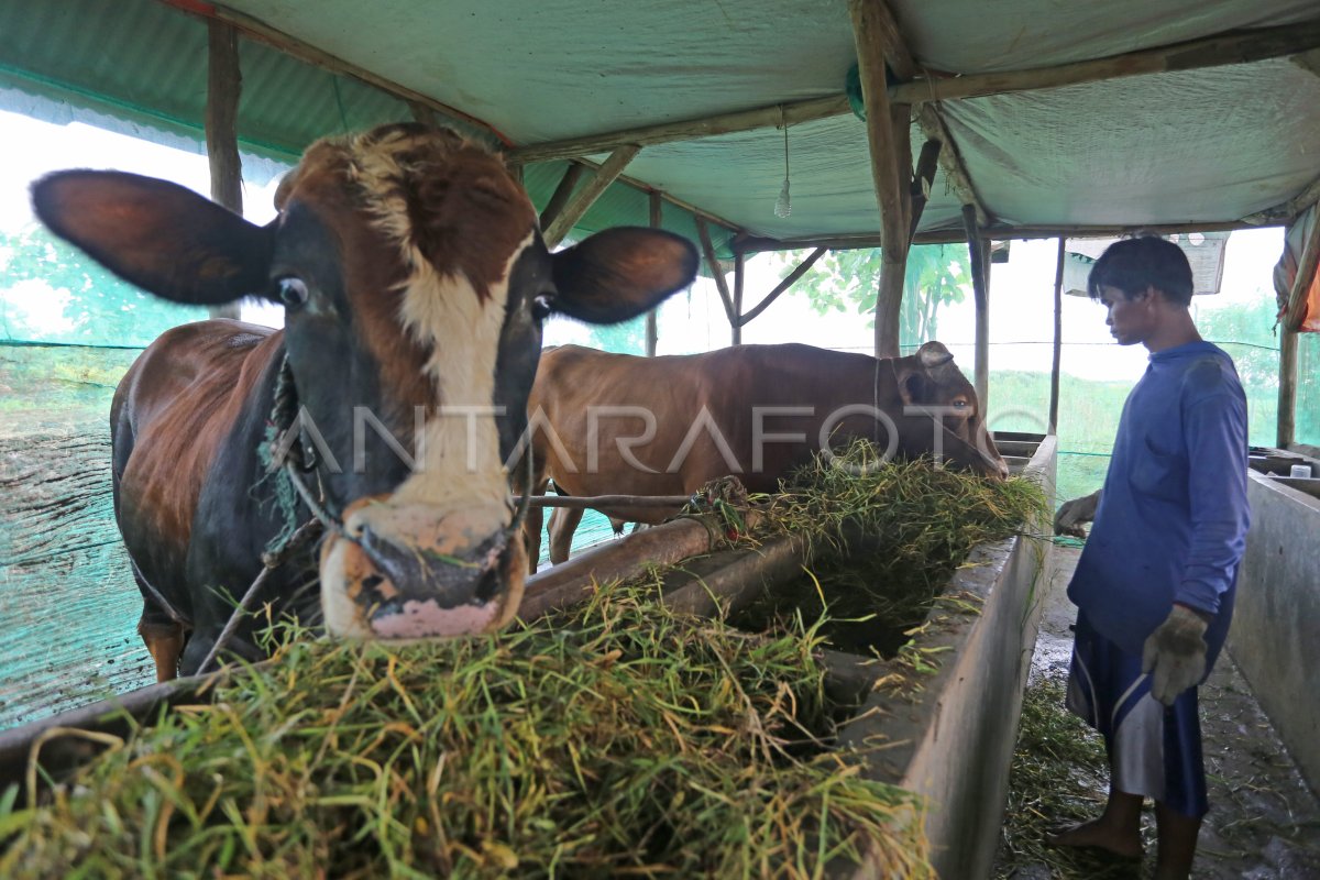 ALOKASI DANA DESA UNTUK KETAHANAN PANGAN | ANTARA Foto