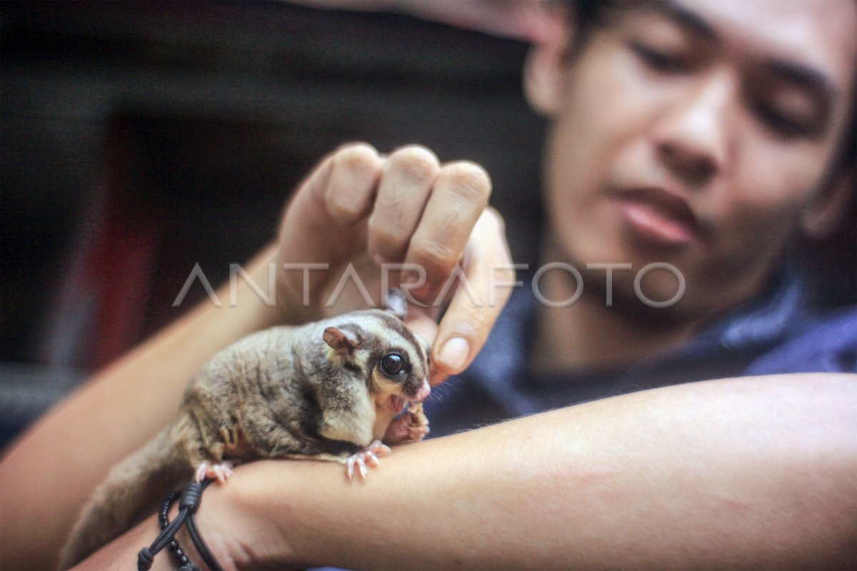 PETERNAK SUGAR GLIDER DI BOGOR ANTARA Foto