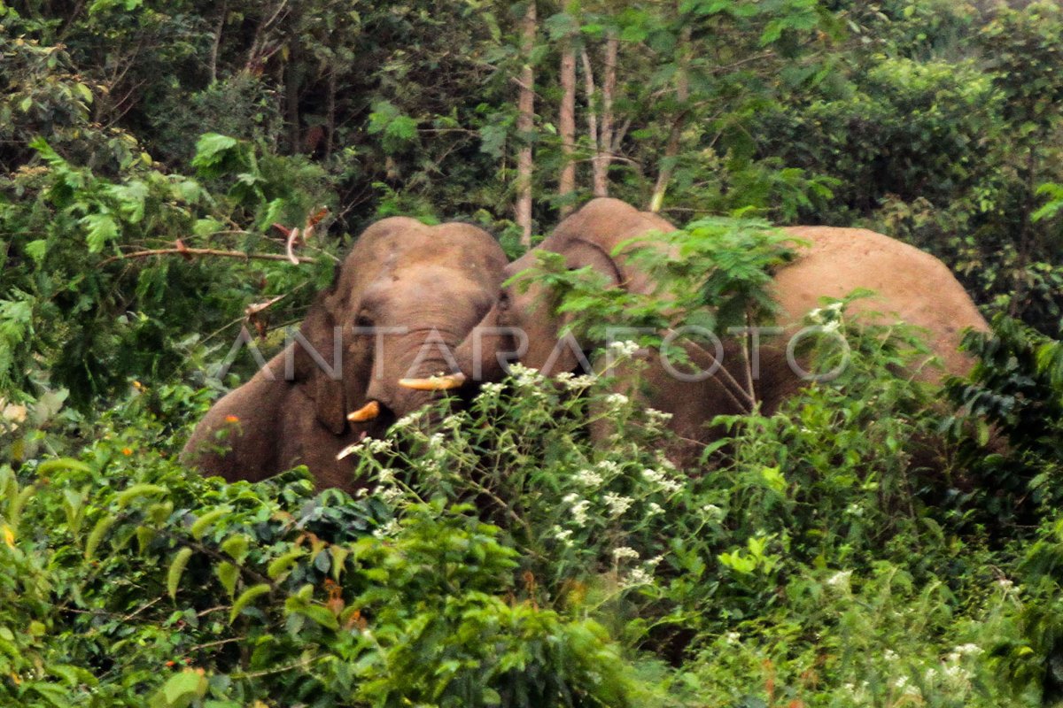 GAJAH LIAR MASUK PERKEBUNAN WARGA | ANTARA Foto