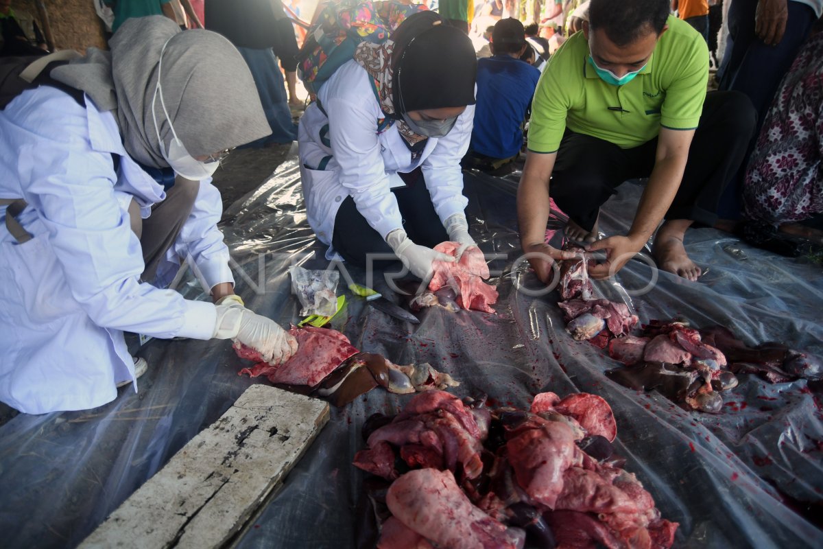 MAHASISWA IPB UNIVERSITY MEMERIKSA DAGING HEWAN KURBAN