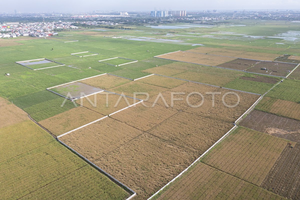 Luas Lahan Persawahan Di Jakarta Antara Foto