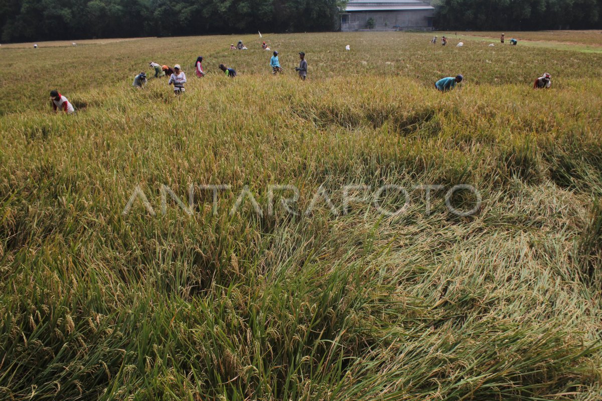 HARGA GABAH KERING PANEN NAIK 1,72 PERSEN | ANTARA Foto