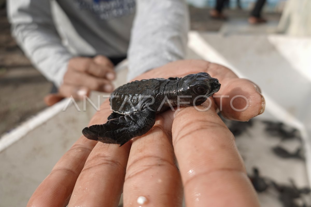 PELEPASLIARAN TUKIK DI KEBUMEN ANTARA Foto