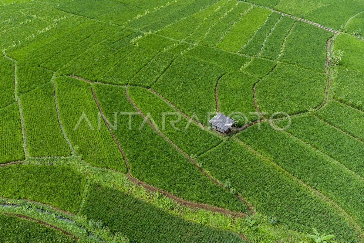 PUPUK SUBSIDI UNTUK KEBUTUHAN PETANI | ANTARA Foto