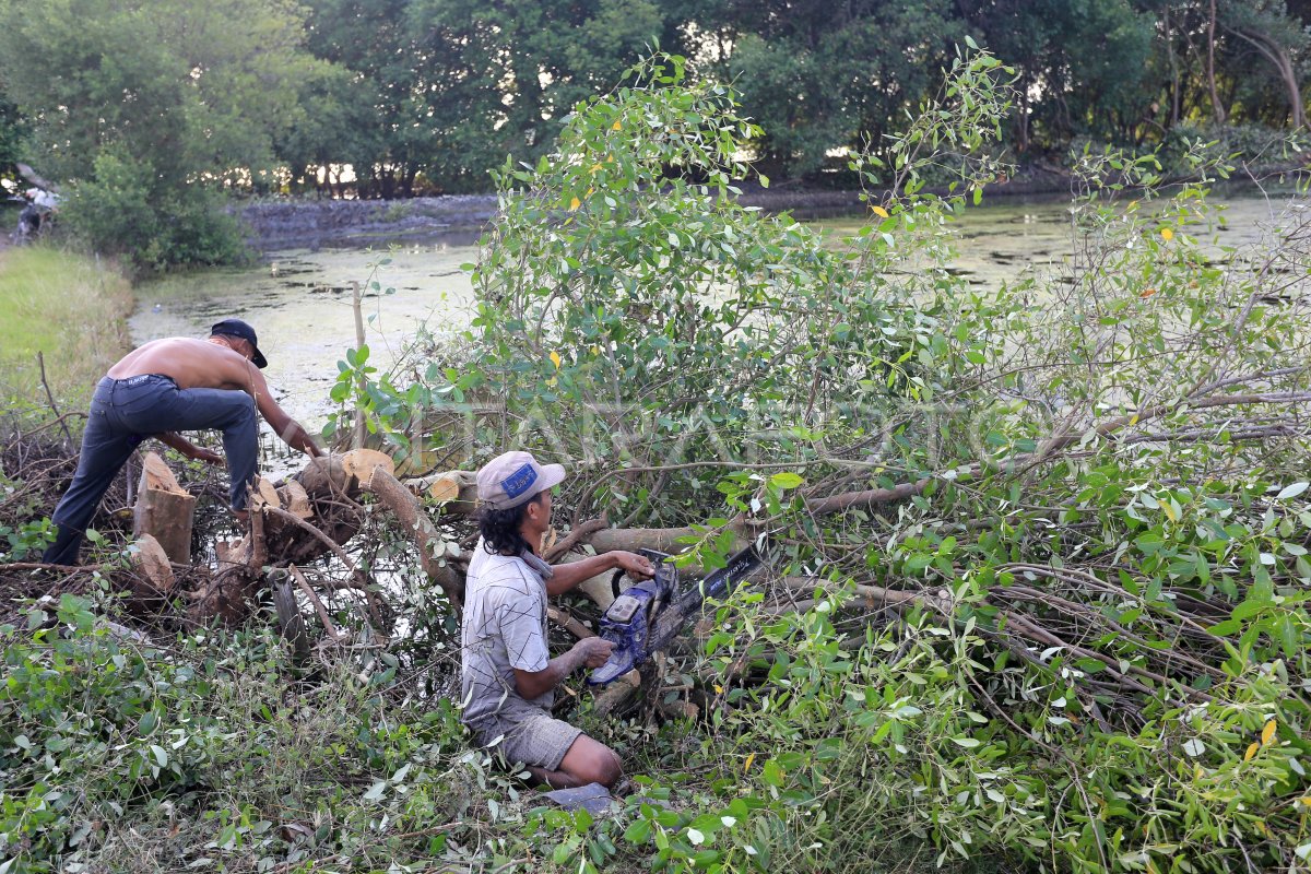 Kerusakan Hutan Mangrove Indonesia Antara Foto