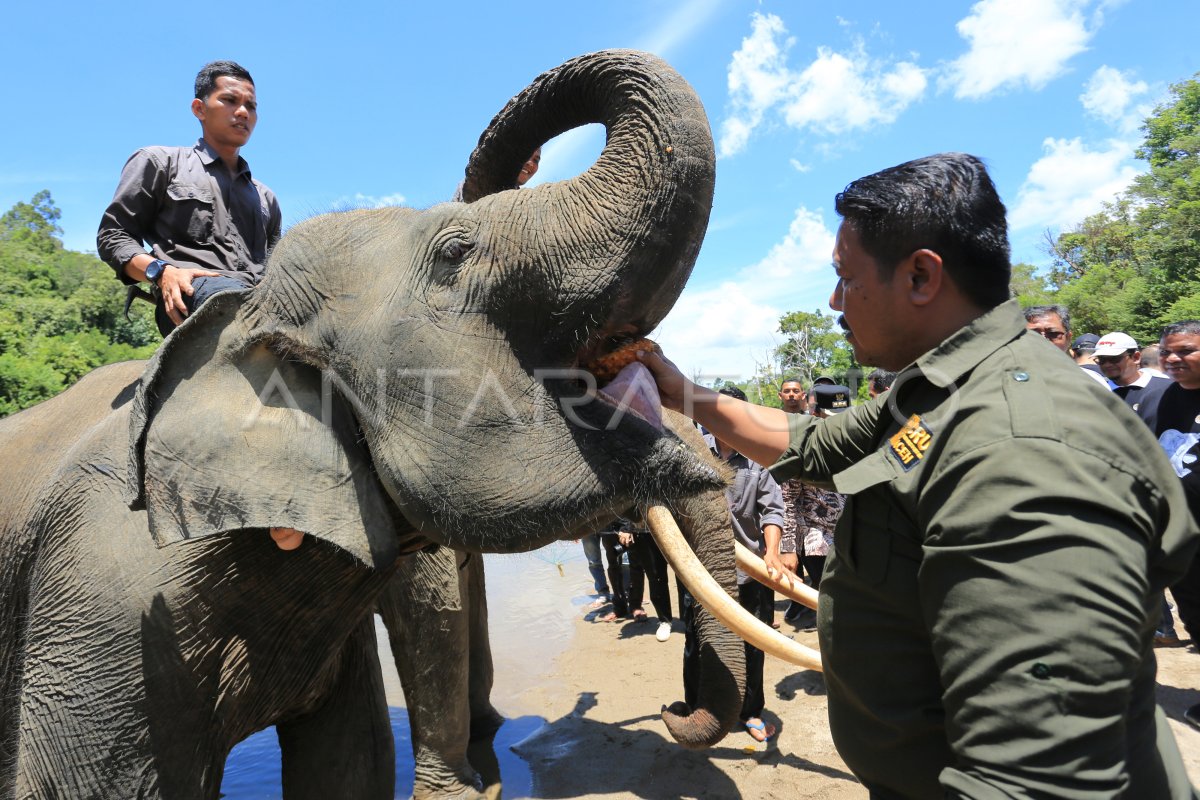 Peringatan Hari Gajah Sedunia Di Aceh Jaya Antara Foto 9647