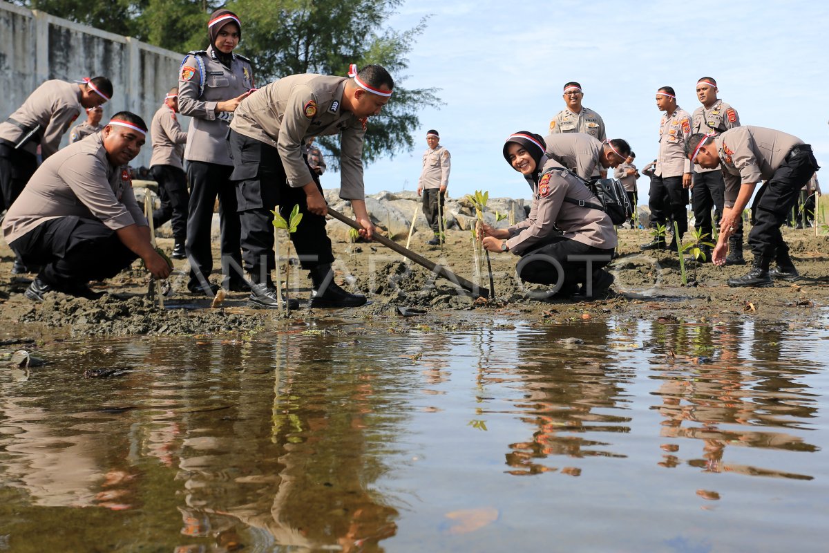 Penanaman Mangrove Serentak Di Aceh Antara Foto 