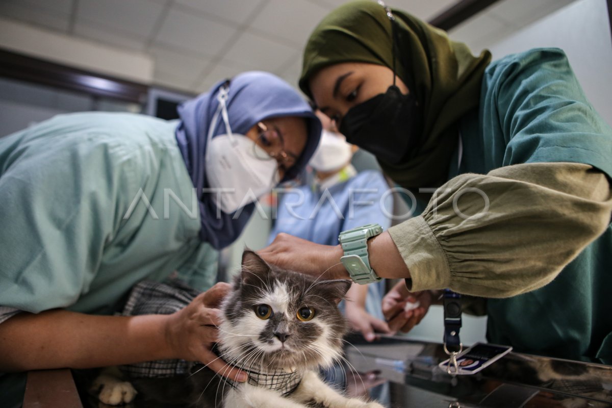 VAKSINASI RABIES GRATIS DI TANGERANG