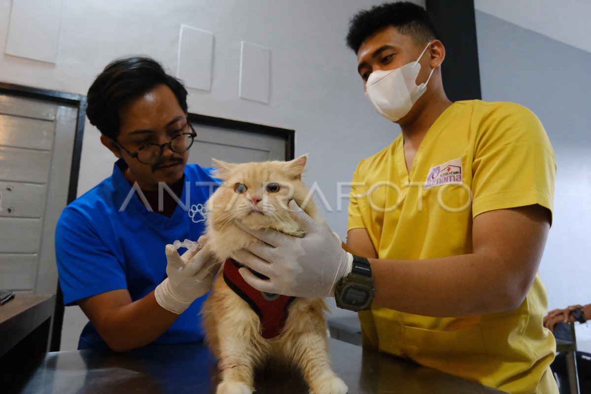 VAKSIN RABIES GRATIS DI KALBAR