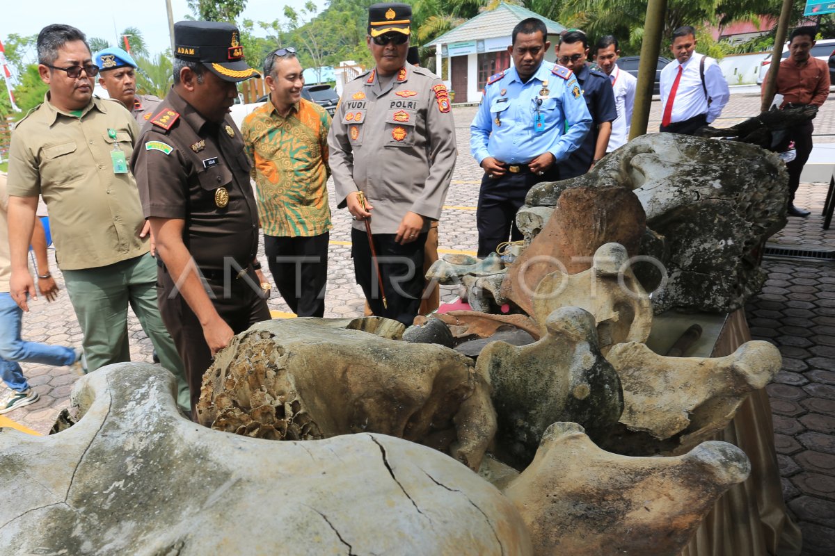 Pemusnahan Barang Bukti Kasus Gajah Sumatera Di Aceh Jaya Antara Foto 1419