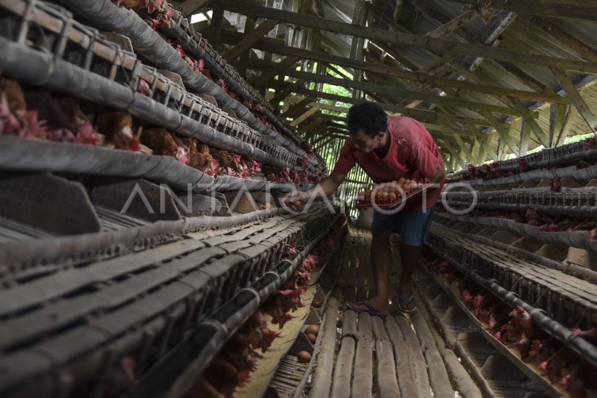 Produksi Telur Ayam Menurun Antara Foto