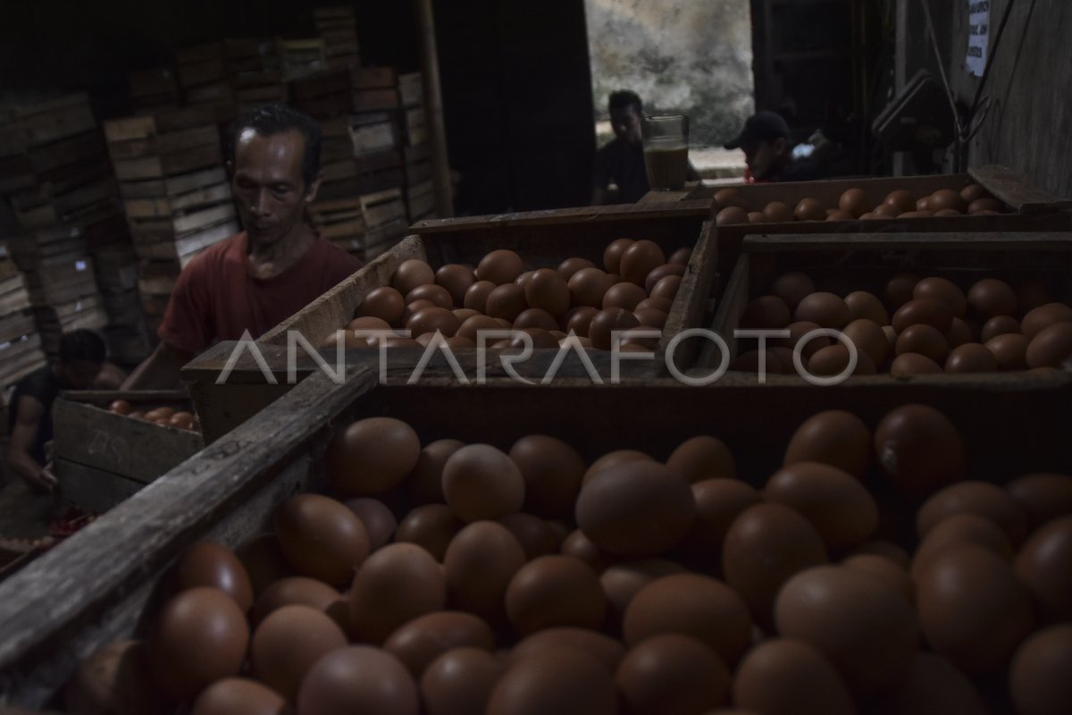 Produksi Telur Ayam Menurun Antara Foto